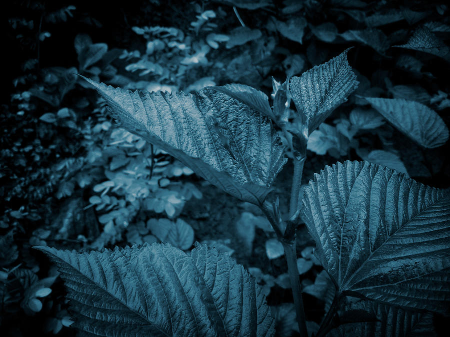 Leaves In Blue Color Photograph by Moh fuad azhar Maskuri - Fine Art ...