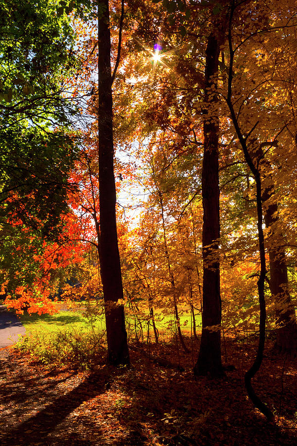 Leaves in Fall Color Photograph by Denise Harty - Fine Art America