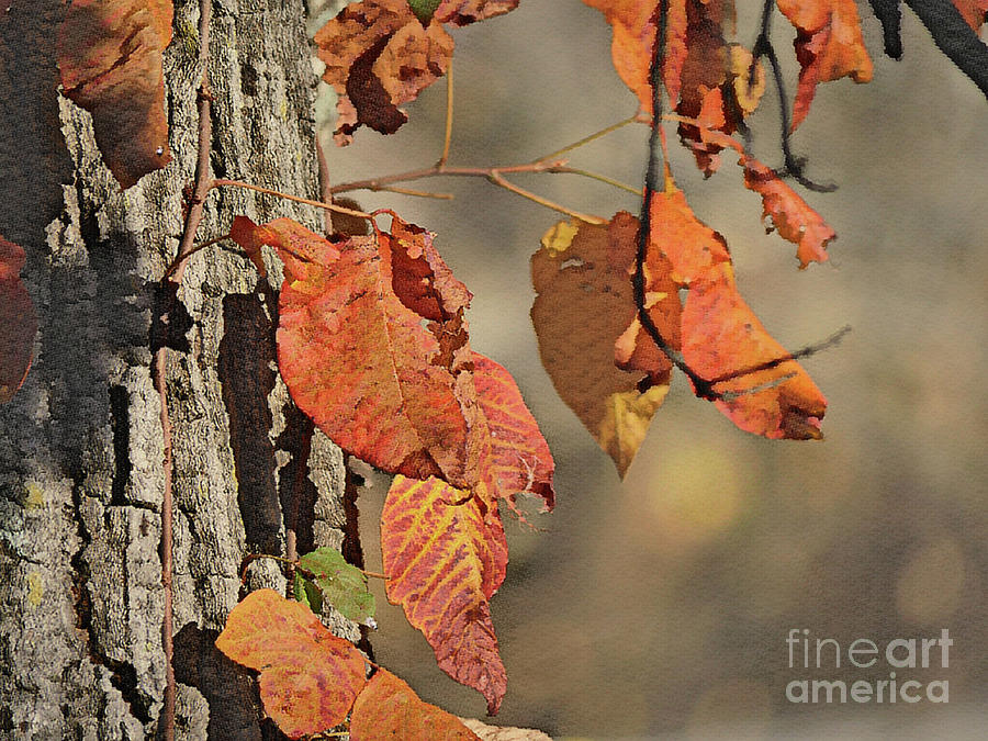 Leaves in Fall Digital Art by On da Raks