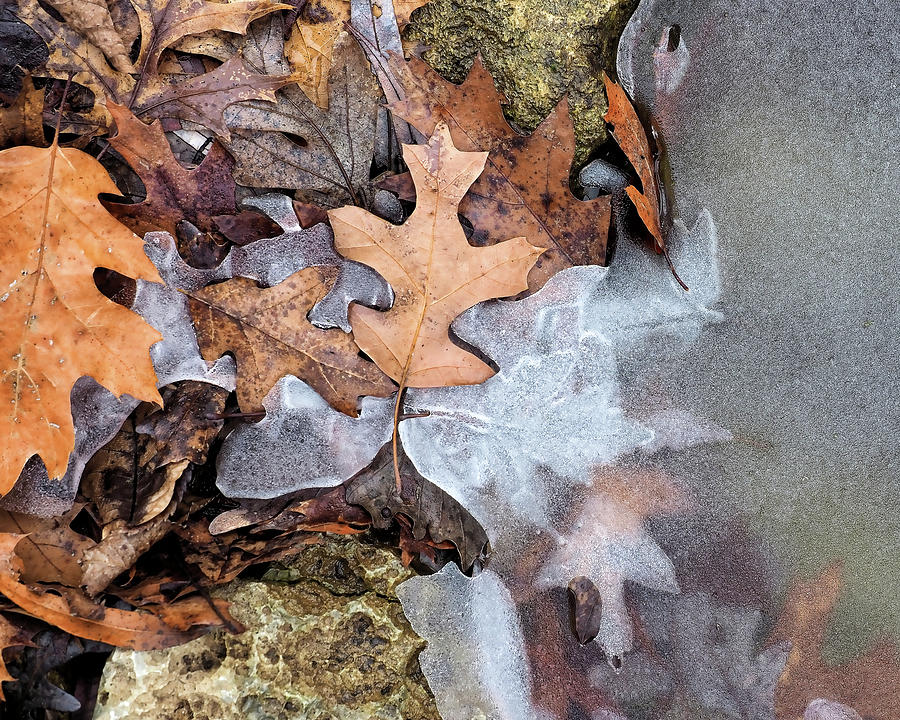 Leaves in Ice Photograph by Scott Olsen