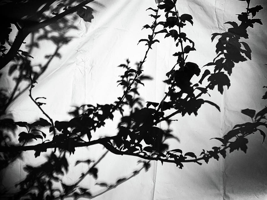Leaves in silhouette Photograph by Jim Feldman Leaves in silhouette Photograph by Jim Feldman