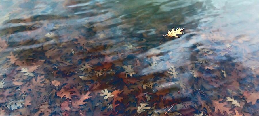 Leaves in the Lake Photograph by Brandon Strellis Leaves in the Lake Photograph by Brandon Strellis
