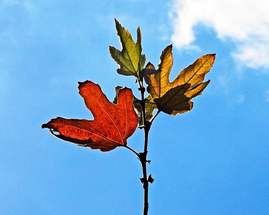 Leaves In The Sky Photograph by Andrew Lawrence