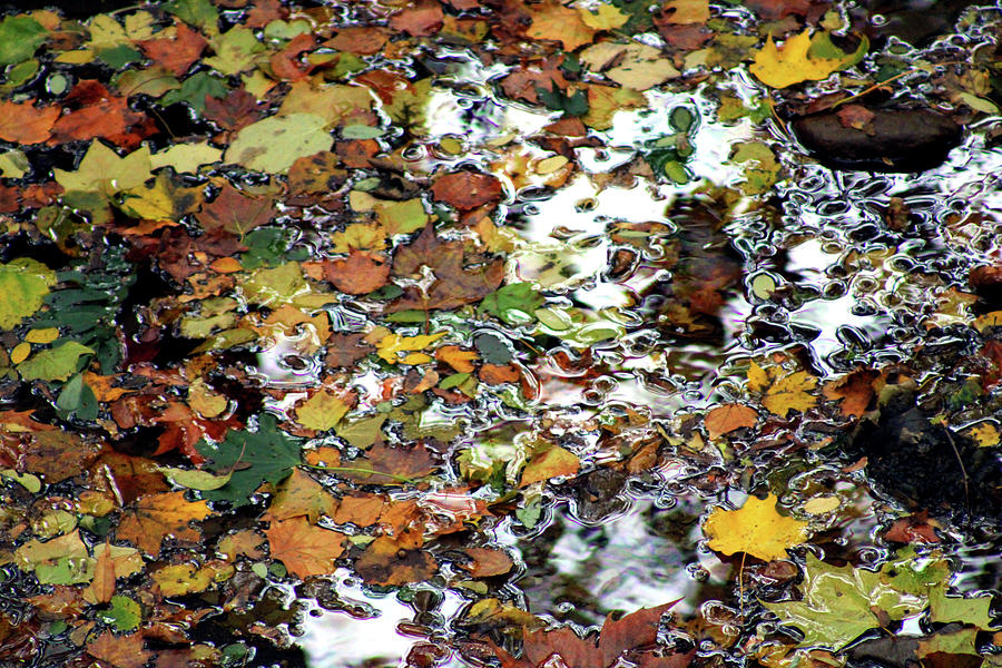 Leaves in the Stream 2022 Photograph by Christopher Reed