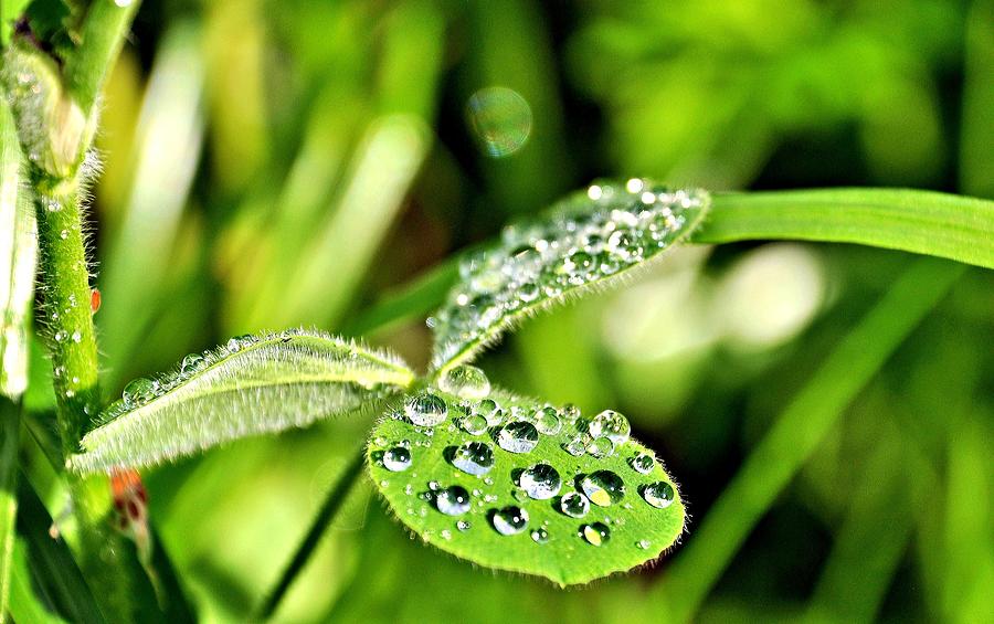 Leaves Photograph by Kamalika Roy - Fine Art America