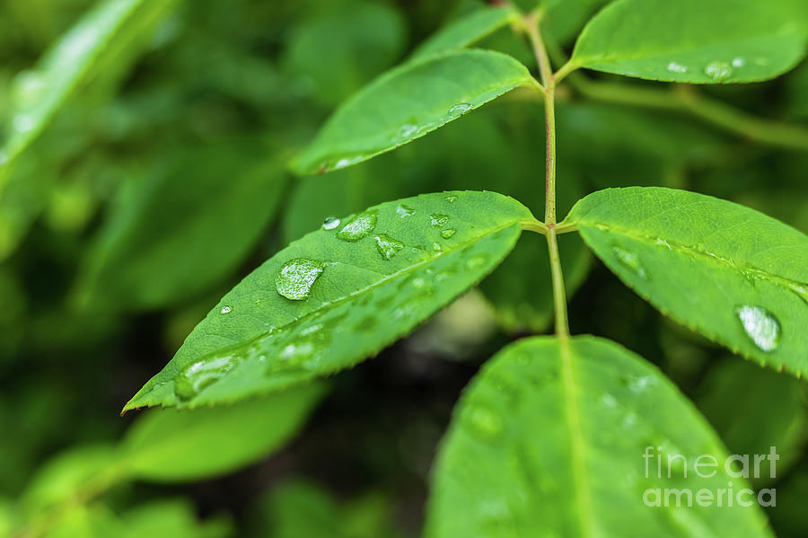 Leaves Moistened With Raindrops In A Garden In The Morning, Background With Negative Space. Photograph