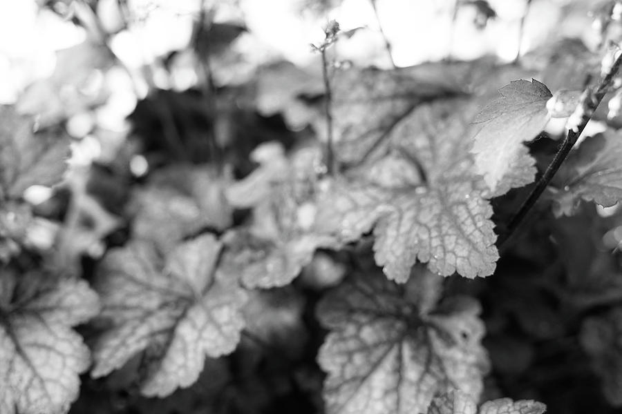 Leaves Monochrome Abstract Photograph by Cathy Anderson