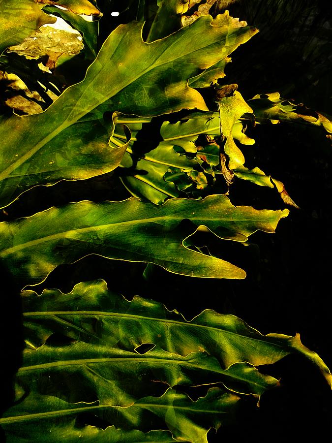 Abstract Photograph - Leaves Monstera by Imprinta Art