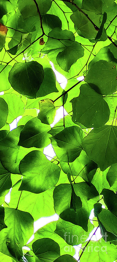 Leaves No. 12 Photograph by Fei A
