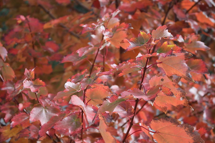 Leaves Of Autumn 2 Photograph