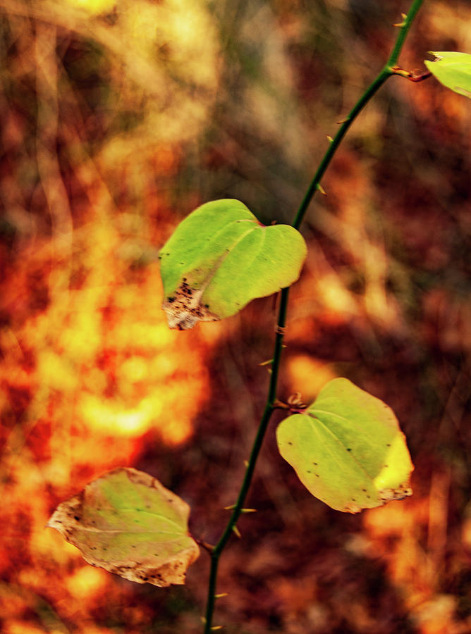 Leaves of Color Photograph by Louis Dallara