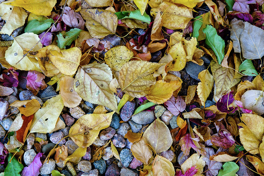 Leaves of Fall Photograph by Monte Stevens