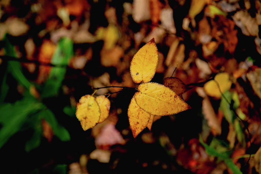 Leaves of Gold Photograph by Cindy Robinson