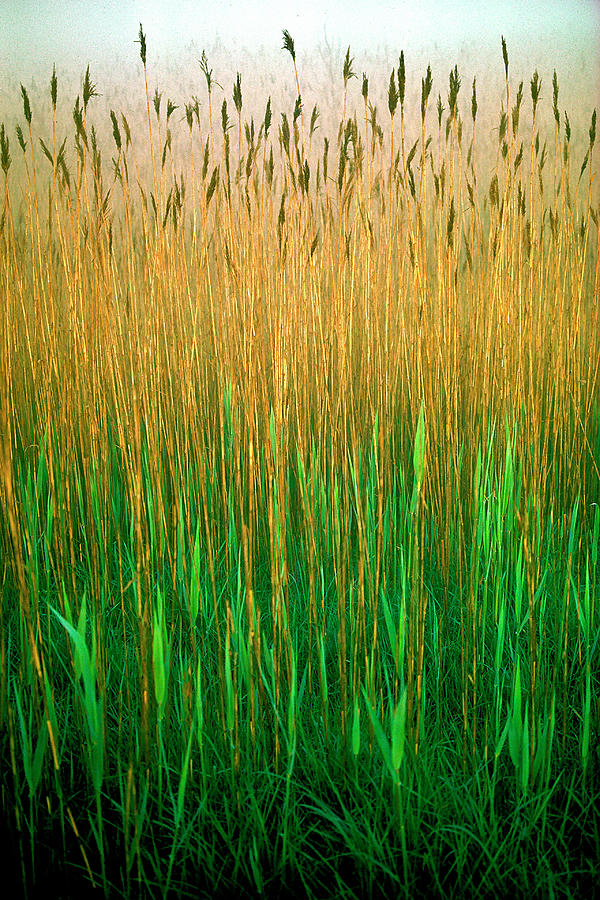 Leaves of Grass Photograph by R C Fulwiler