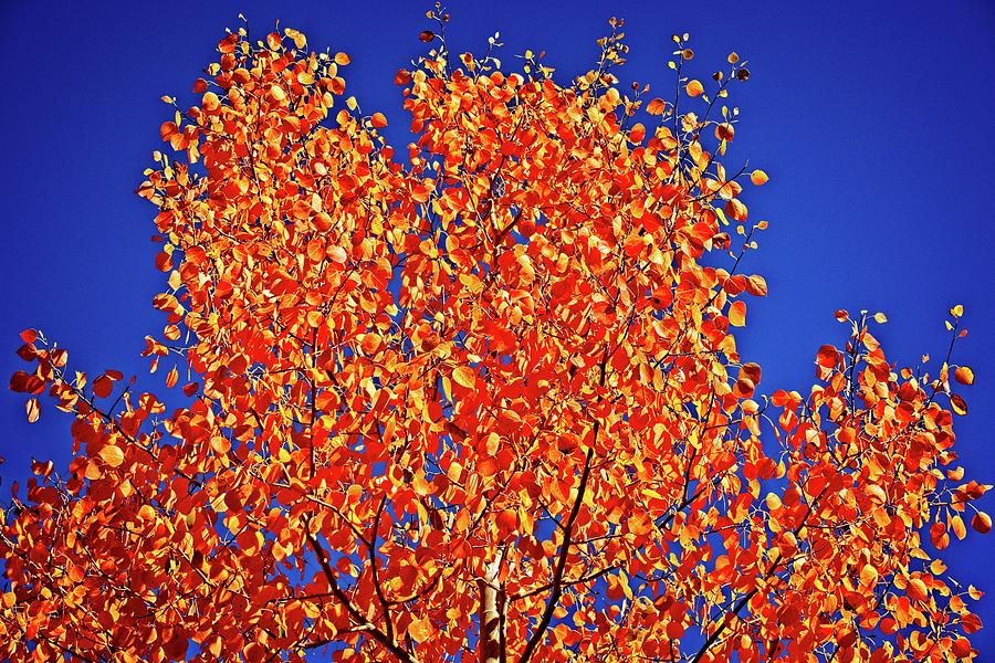 Leaves Of Orange Photograph by David Desautel