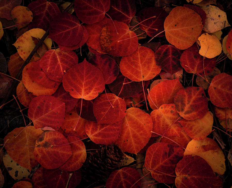 Nature Photograph - Leaves of Red by The Forests Edge Photography - Diane Sandoval