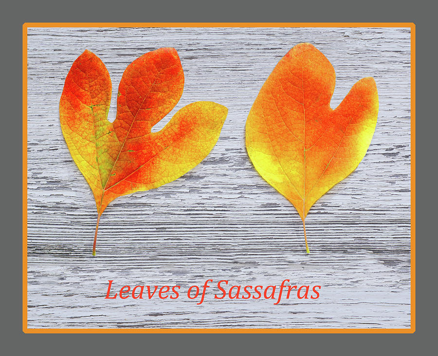 Leaves of Sassafras II Photograph by Kathi Mirto