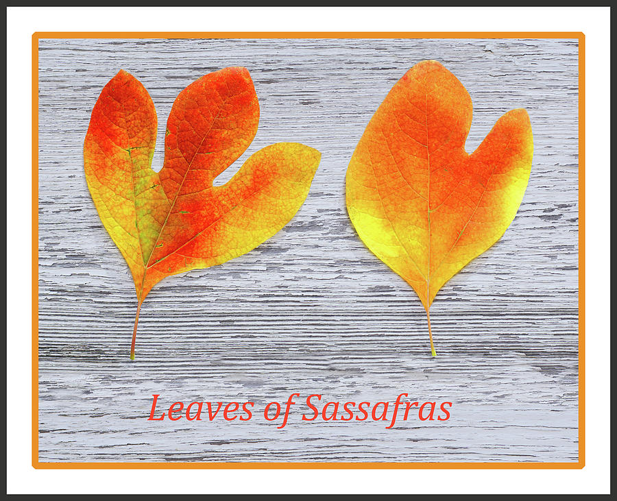 Leaves of Sassafras Photograph by Kathi Mirto Leaves of Sassafras Photograph by Kathi Mirto
