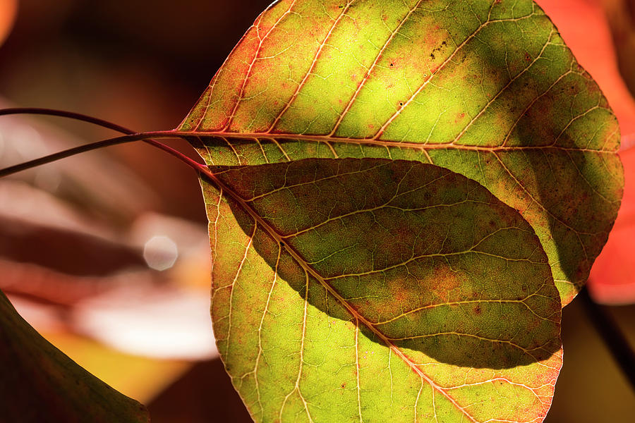 Leaves of Smoketree Photograph by Robert Potts
