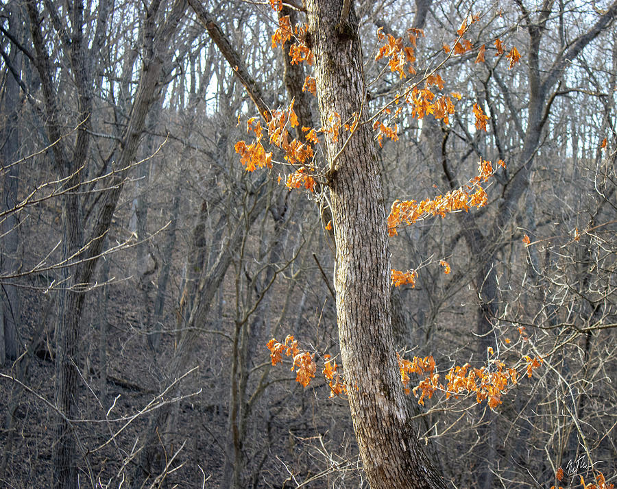 Leaves of Sun Photograph by Mathew Tukua - Pixels