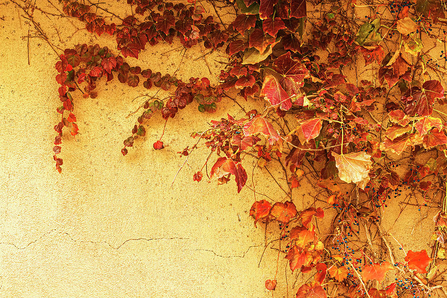 Leaves On A Creeping Vine-001-C Photograph by David Allen Pierson