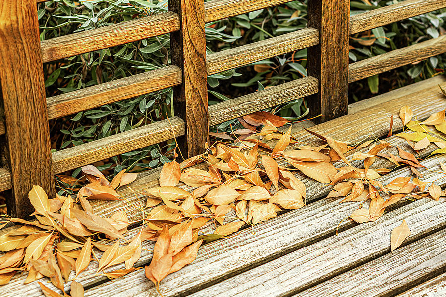 Leaves On A Park Bench-001-C Photograph by David Allen Pierson