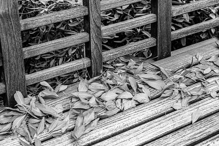 Leaves On A Park Bench-001-M Photograph by David Allen Pierson Leaves On A Park Bench-001-M Photograph by David Allen Pierson