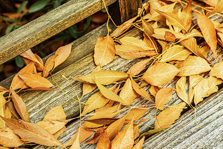 Leaves On A Park Bench-002-C Photograph by David Allen Pierson