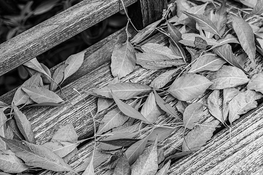 Leaves On A Park Bench-002-M Photograph by David Allen Pierson Leaves On A Park Bench-002-M Photograph by David Allen Pierson