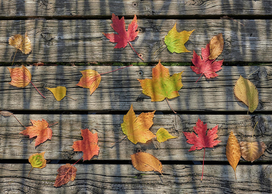 Autumn Photograph - Leaves On An Old Dock by Jim Hughes