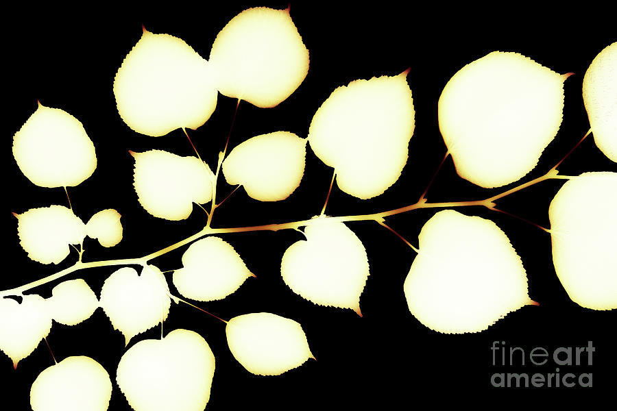 Leaves on Branch Black Background Glow Effects Photograph by Eddie Barron