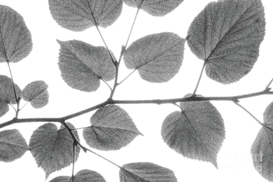 Leaves on Branch Grain Effect Photograph by Eddie Barron