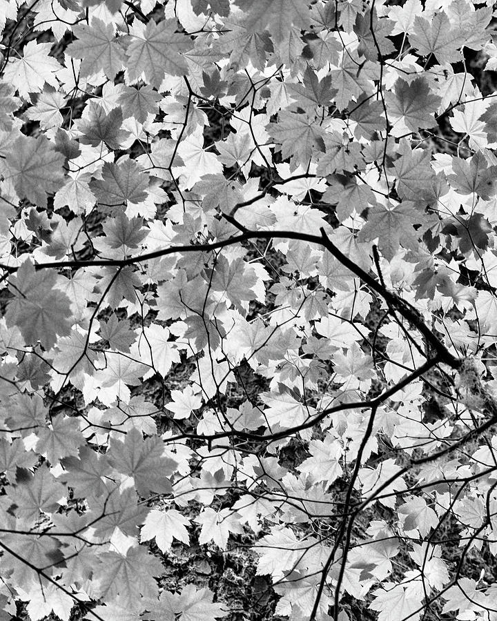 Leaves on High Photograph by Cheryl Day