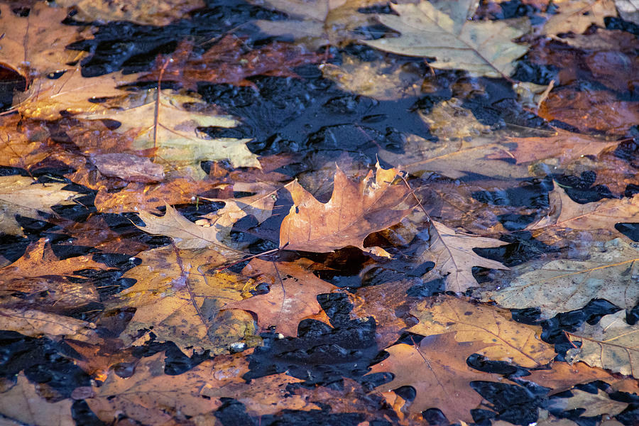 Leaves On Ice Photograph