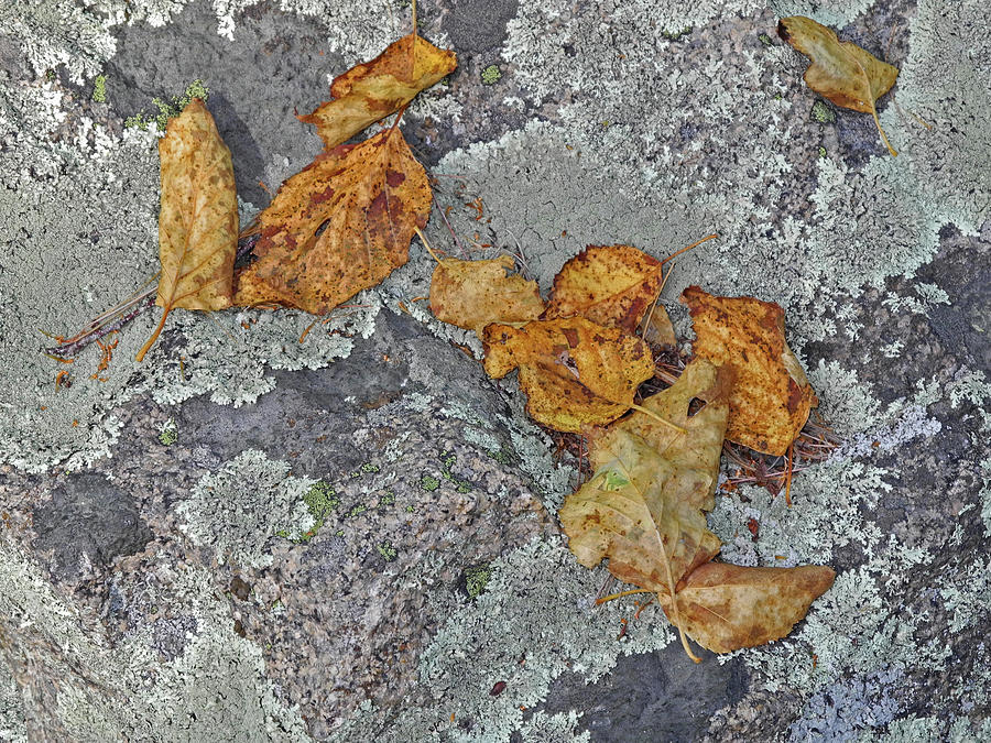 Leaves on Lichen Photograph by Lynda Lehmann