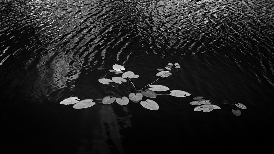 Leaves On Rippling Waters Photograph by Rudy Umans