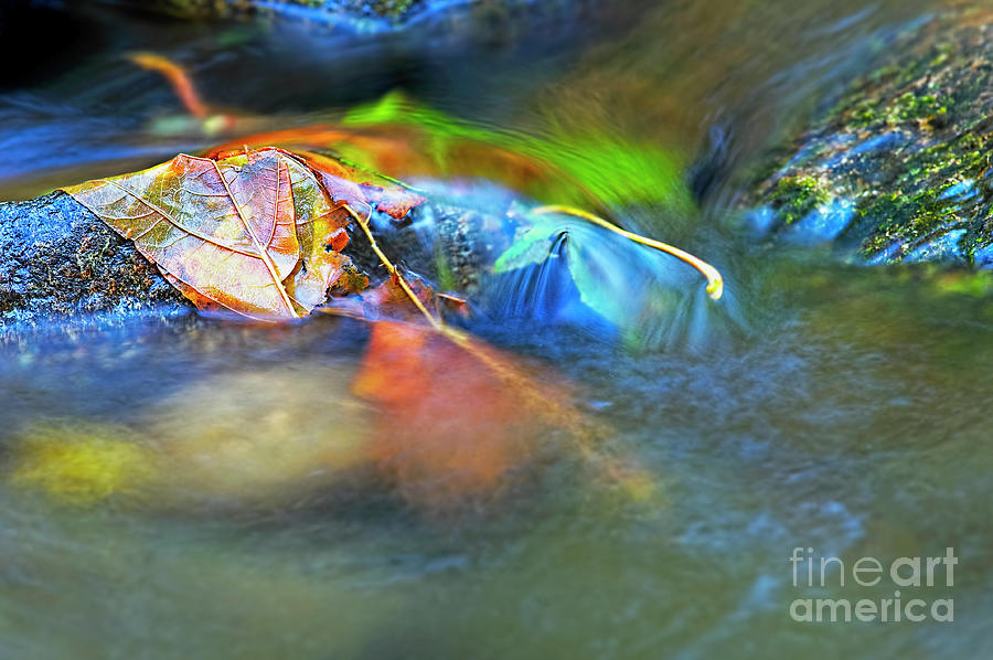 Leaves on Rock in Stream Photograph by Sharon Talson