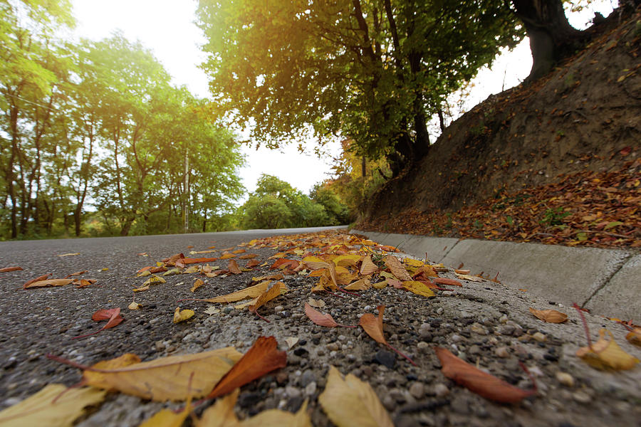 Leaves on street  Photograph by Sebastian Radu