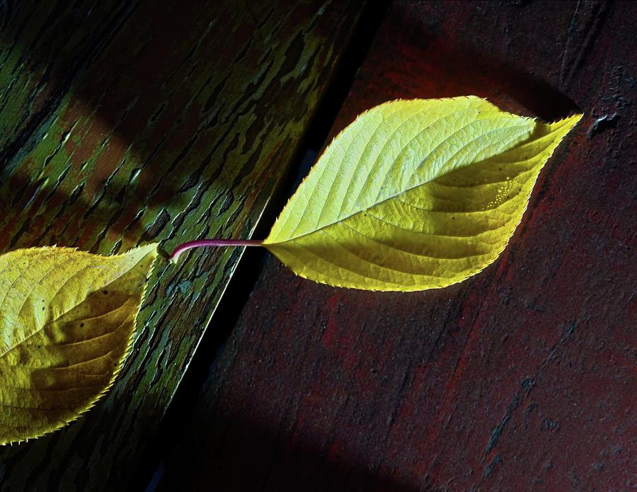 Leaves on Table Photograph by John Hansen