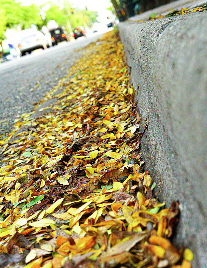 Leaves on the Curb Photograph by David Morehead