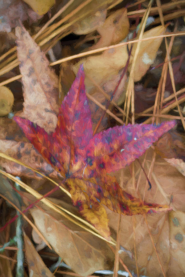 Leaves on the Forest Floor Photograph by Kathy Clark