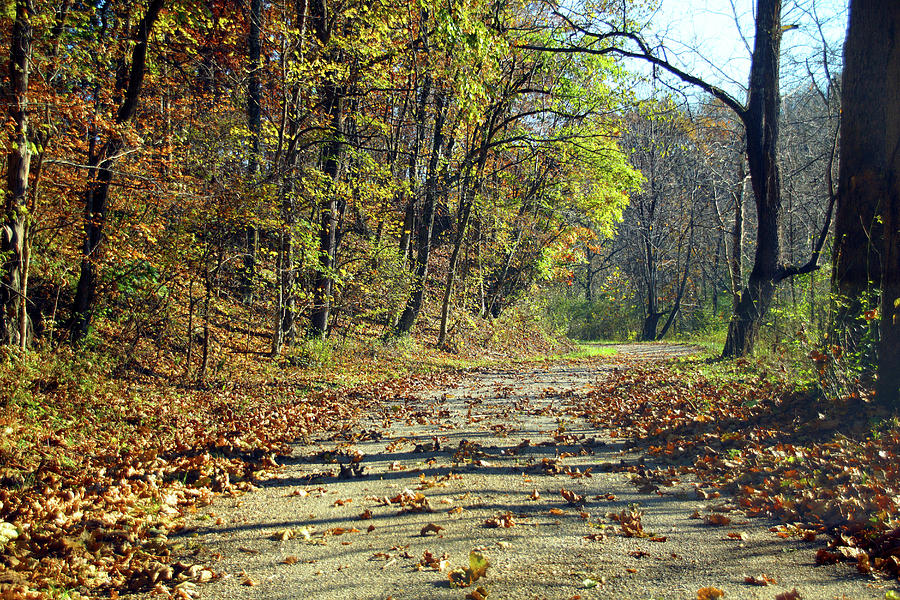 Leaves on the Path Photograph by Mike Murdock
