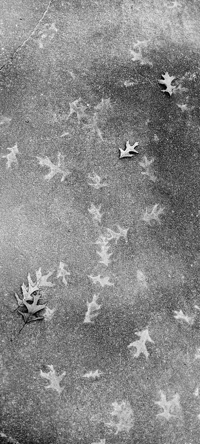 Leaves on the Sidewalk Photograph by Brandon Strellis Leaves on the Sidewalk Photograph by Brandon Strellis