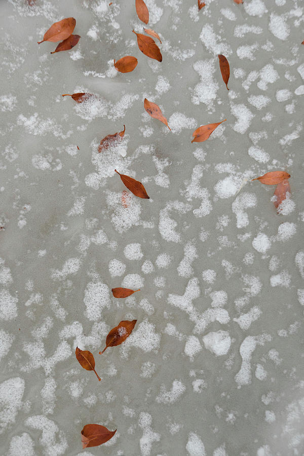 Winter Photograph - Leaves On Winter Ice by Phil And Karen Rispin