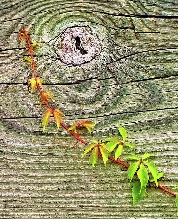 Leaves on Wood Photograph by Bob Falcone