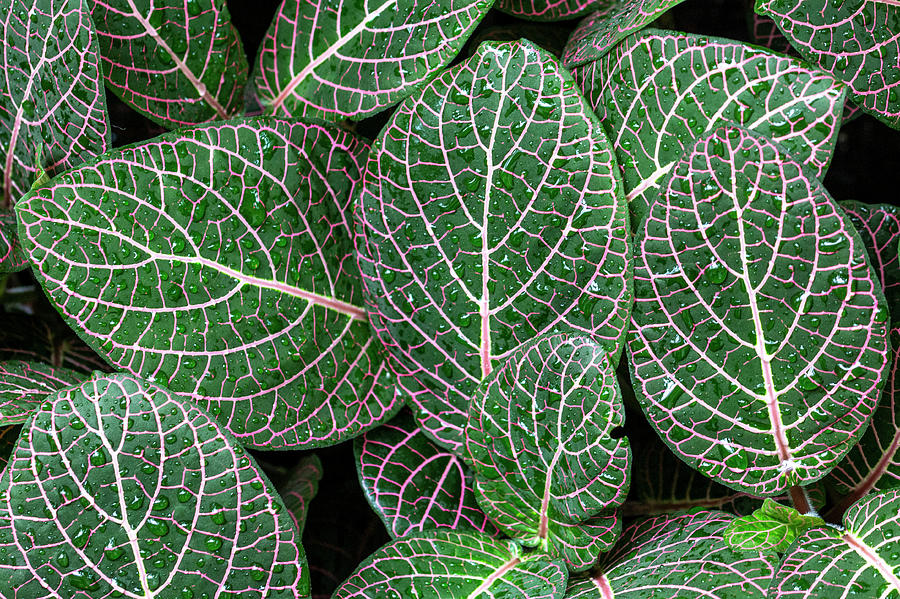 Leaves pattern Photograph by Pietro Ebner