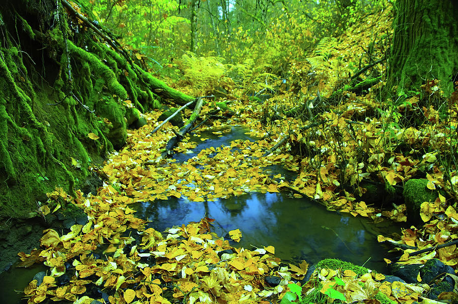 Leaves piled up inWhiskey Creek Photograph by Jeff Swan