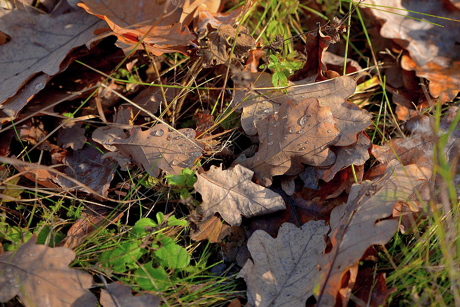 Leaves Photograph by Sergei Fomichev