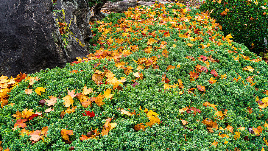 Leaves That Fall on Leaves That Dont Photograph by Katherine Y Mangum