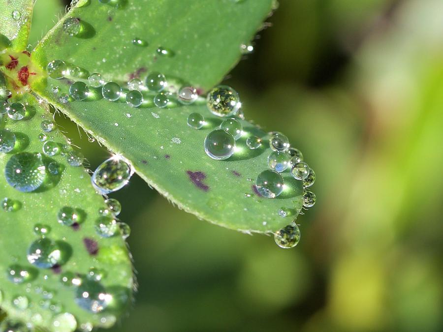 Leaves With Droplets Photograph by Denise Benson